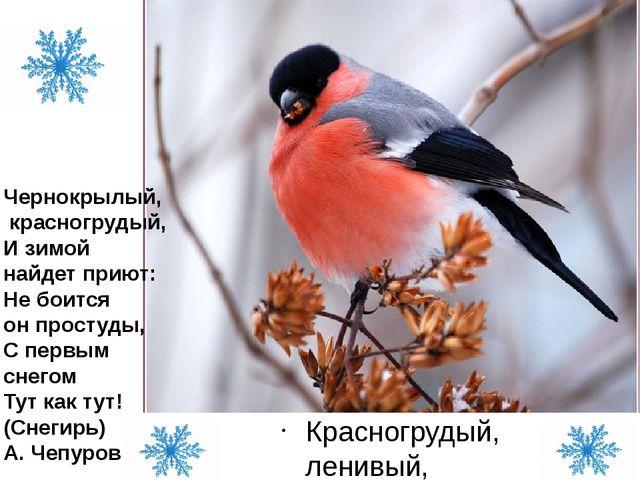 Презентация для детей дошкольного возраста по ознакомлению с окружающим на тему "Зимующие птицы"