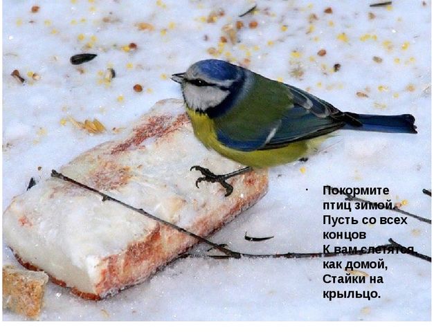 Презентация для детей дошкольного возраста по ознакомлению с окружающим на тему "Зимующие птицы"