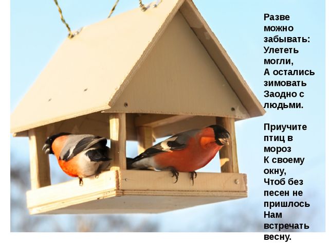 Презентация для детей дошкольного возраста по ознакомлению с окружающим на тему "Зимующие птицы"