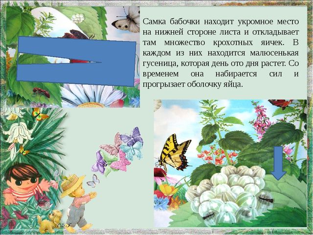 Мультимедийная презентация "Как появляется бабочка?"