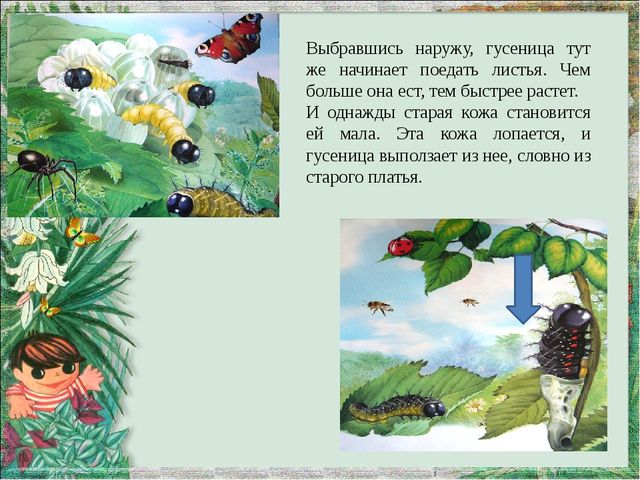 Мультимедийная презентация "Как появляется бабочка?"