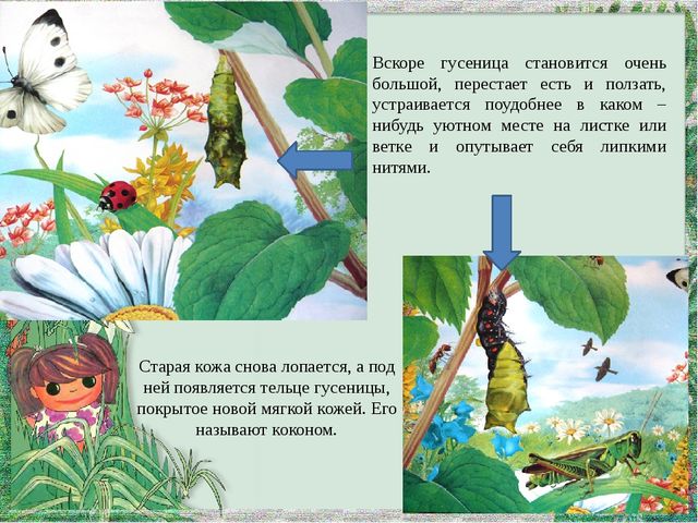 Мультимедийная презентация "Как появляется бабочка?"