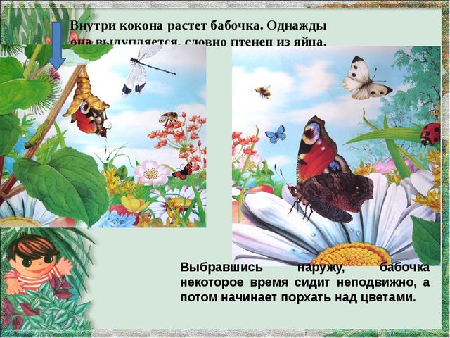 Мультимедийная презентация "Как появляется бабочка?"