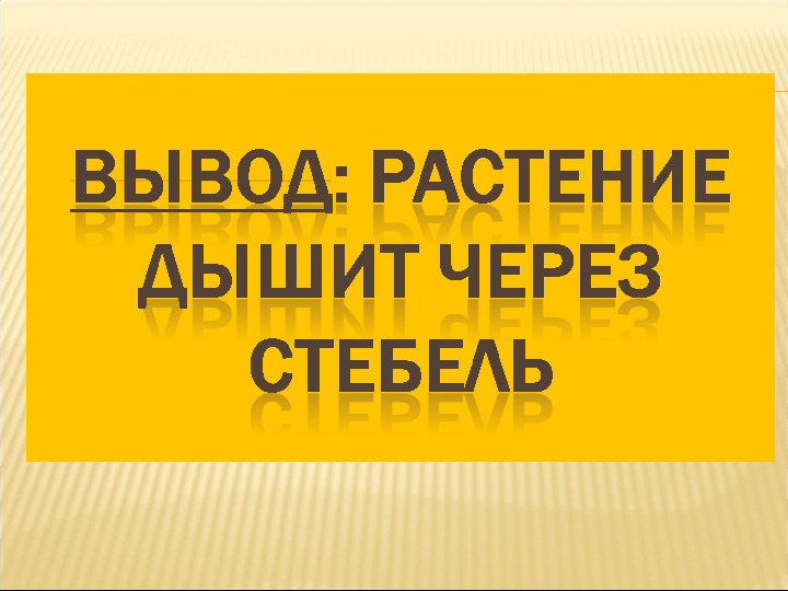 Презентация в детском саду «Как дышат растения»