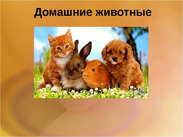 Презентация для второй младшей группы на тему: "Домашние животные"