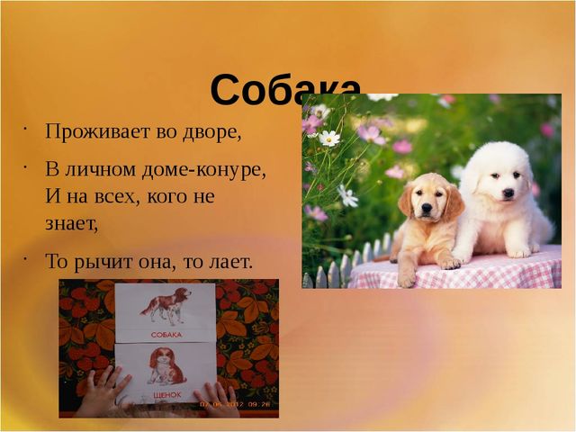 Презентация для второй младшей группы на тему: "Домашние животные"