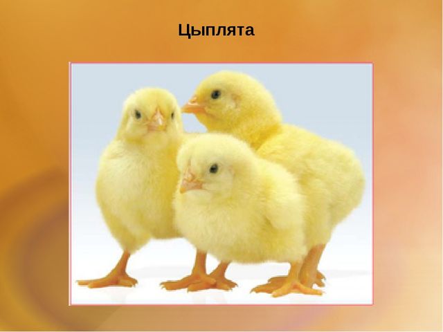 Презентация для второй младшей группы на тему: "Домашние животные"