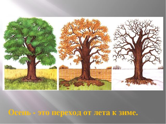 Презентация на тему "Здравствуй осень"