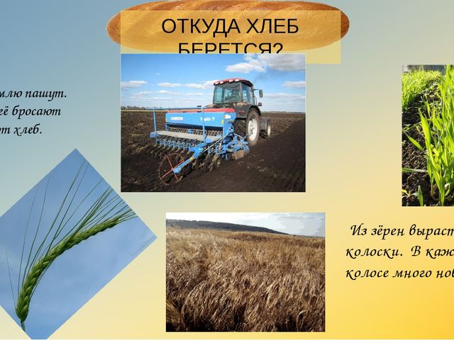 Презентация "Откуда хлеь на стол пришел?"