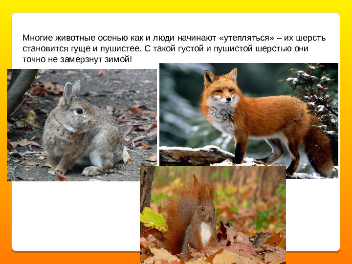 Презентация об осени с музыкой