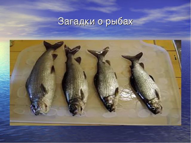 Презентация проекта "Река Унжа"