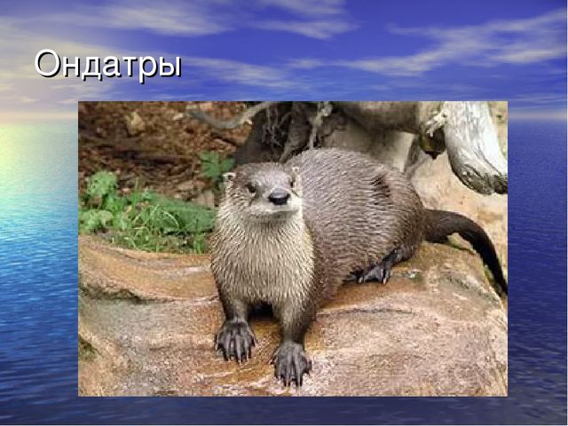 Презентация проекта "Река Унжа"