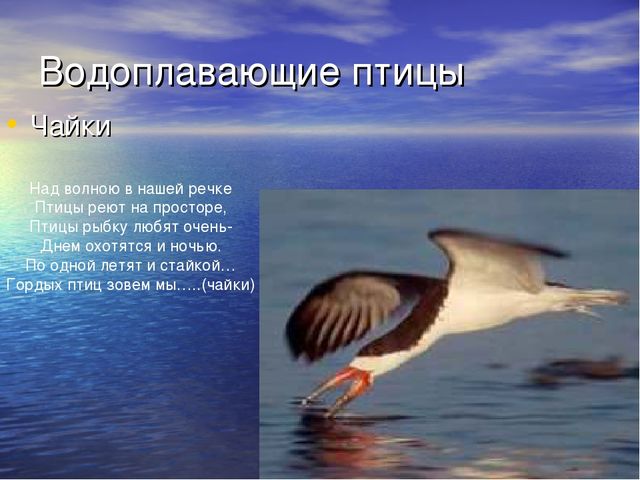 Презентация проекта "Река Унжа"