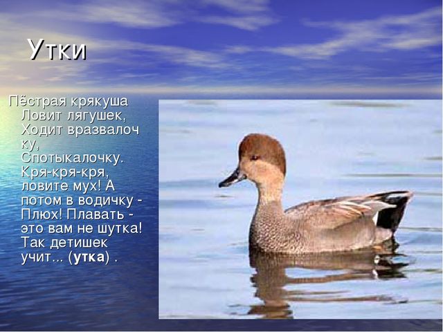 Презентация проекта "Река Унжа"