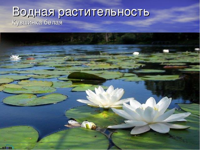 Презентация проекта "Река Унжа"