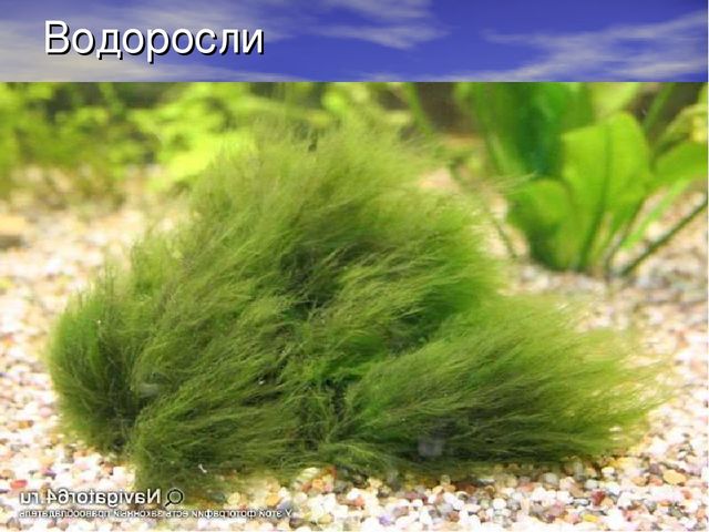 Презентация проекта "Река Унжа"