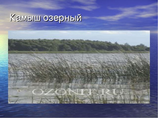 Презентация проекта "Река Унжа"