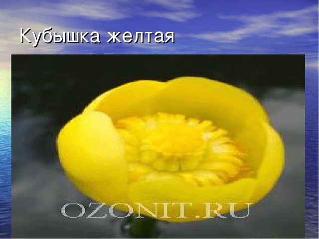 Презентация проекта "Река Унжа"