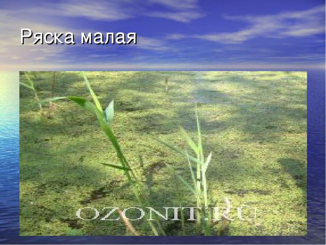 Презентация проекта "Река Унжа"