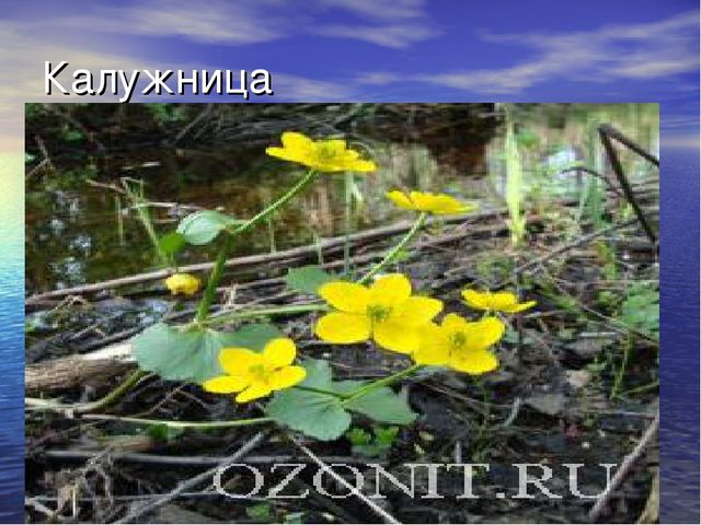 Презентация проекта "Река Унжа"