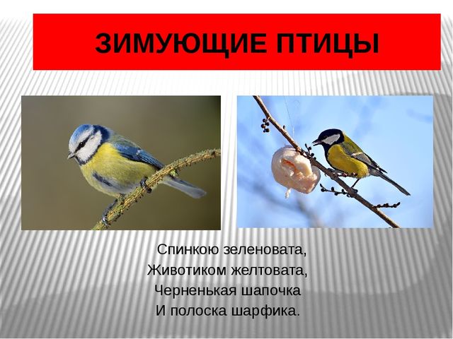 Презентация по окружающему миру Зимующие птицы