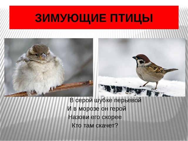 Презентация по окружающему миру Зимующие птицы