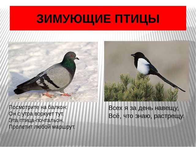Презентация по окружающему миру Зимующие птицы