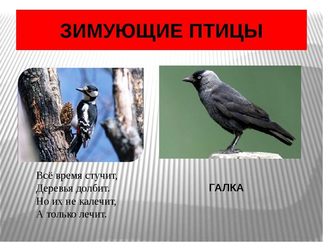 Презентация по окружающему миру Зимующие птицы