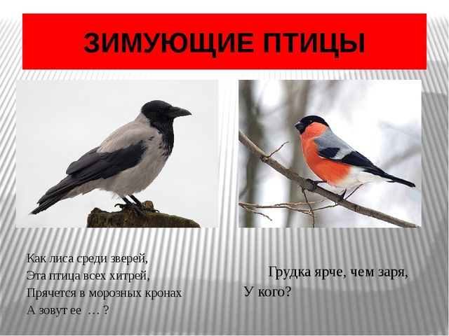 Презентация по окружающему миру Зимующие птицы
