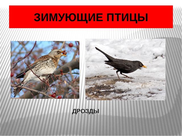 Презентация по окружающему миру Зимующие птицы