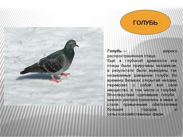 Презентация по окружающему миру Зимующие птицы