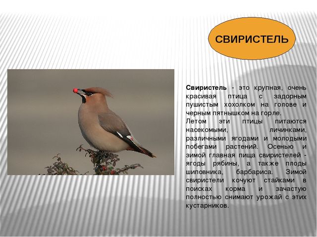 Презентация по окружающему миру Зимующие птицы