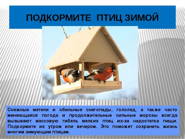 Презентация по окружающему миру Зимующие птицы
