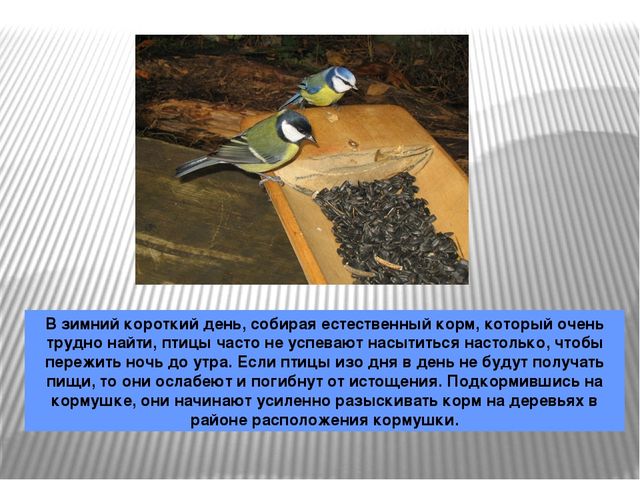 Презентация по окружающему миру Зимующие птицы