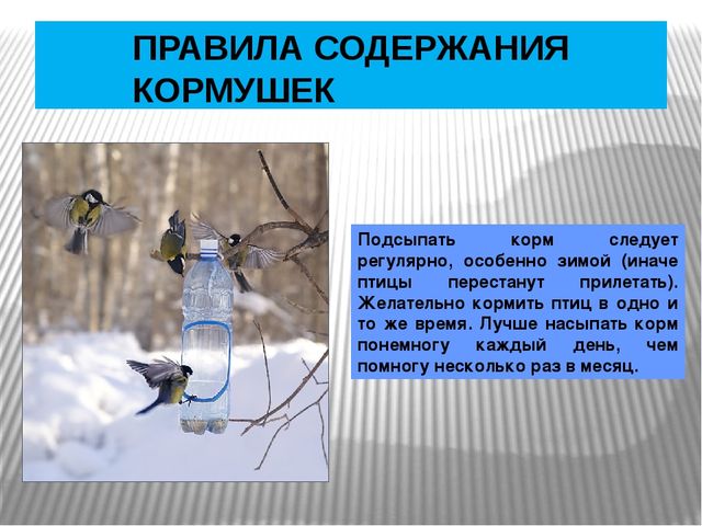 Презентация по окружающему миру Зимующие птицы