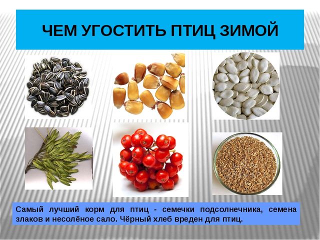 Презентация по окружающему миру Зимующие птицы