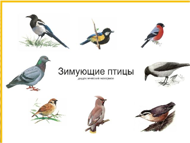Презентация по окружающему миру Зимующие птицы