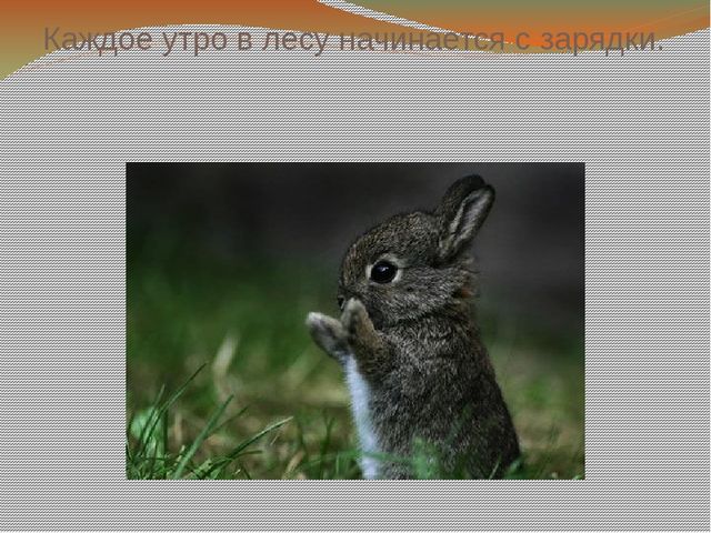 Презентация к занятию по логоритмике "В осеннем лесу"