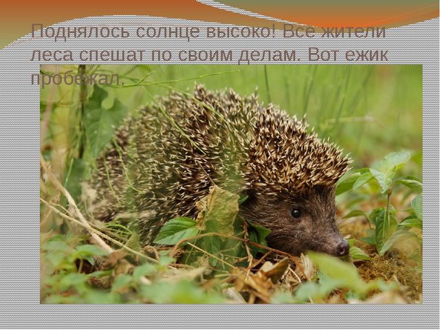 Презентация к занятию по логоритмике "В осеннем лесу"