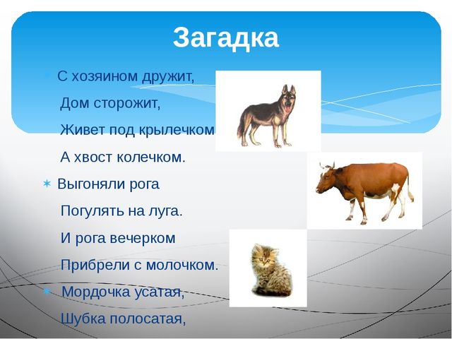 Презентация на тему "Домашние животные"