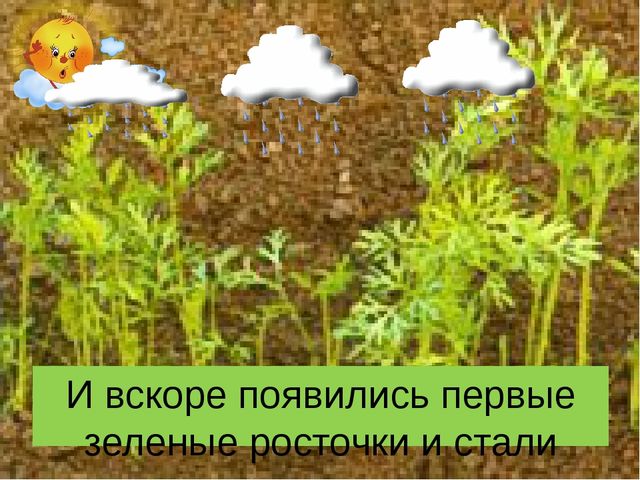 Презентация сказки "Как заяц вырастил морковку".