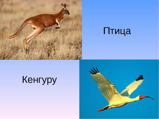 Презентация к занятию по тему Звкуи "х-хь". Буква "Х".