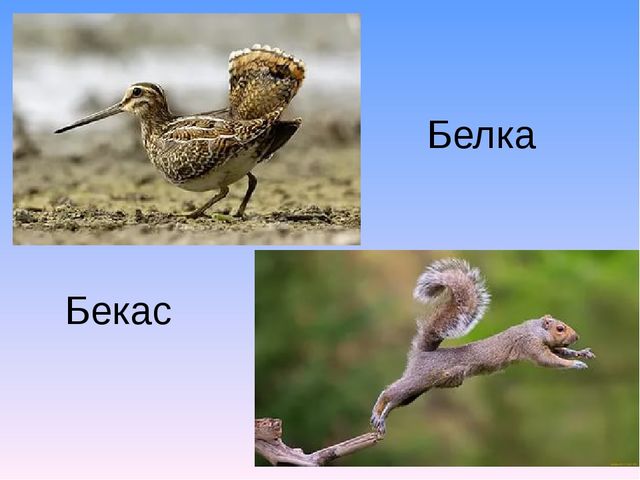 Презентация к занятию по тему Звкуи "х-хь". Буква "Х".
