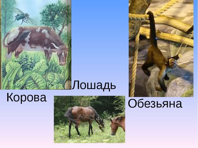 Презентация к занятию по тему Звкуи "х-хь". Буква "Х".