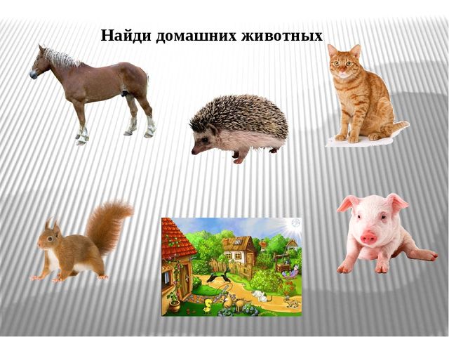 Интерактивная игра "Дикие и домашние животные" (младший дошкольный возраст)