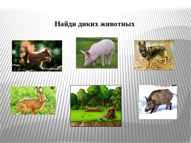 Интерактивная игра "Дикие и домашние животные" (младший дошкольный возраст)