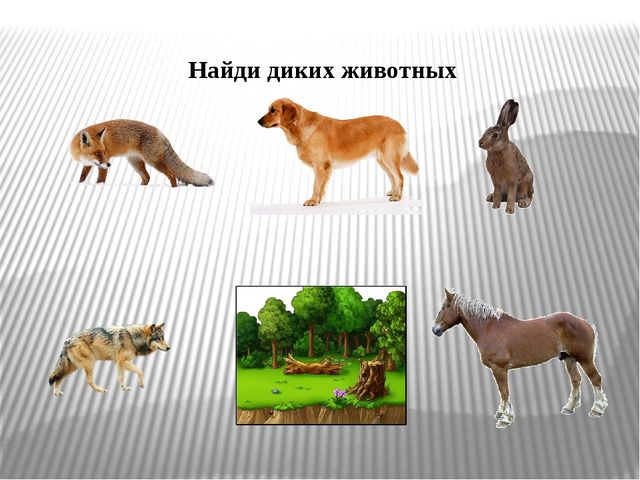 Интерактивная игра "Дикие и домашние животные" (младший дошкольный возраст)