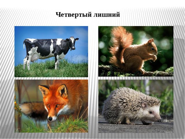 Интерактивная игра "Дикие и домашние животные" (младший дошкольный возраст)