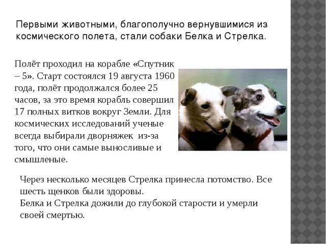 Презентация для старших дошкольников "Животные в космосе"