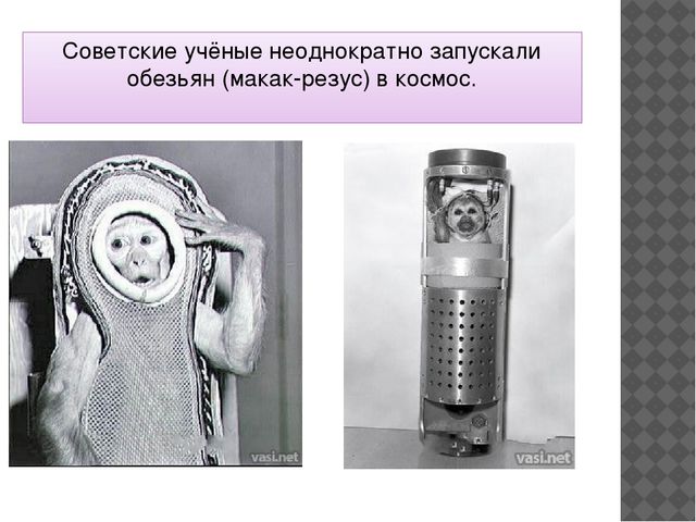 Презентация для старших дошкольников "Животные в космосе"